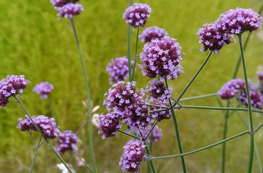 Verbena de Buenos Aires